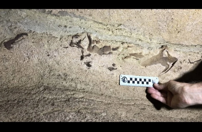 Απρόσμενο εύρημα στις ΗΠΑ: Ανακάλυψαν κεφάλι καρχαρία 330 εκατ. ετών μέσα σε σπηλιά