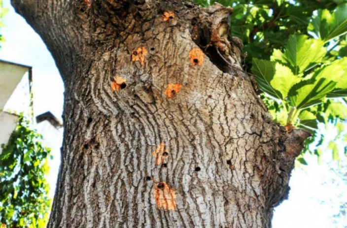 Έντομο καταστρέφει δέντρα